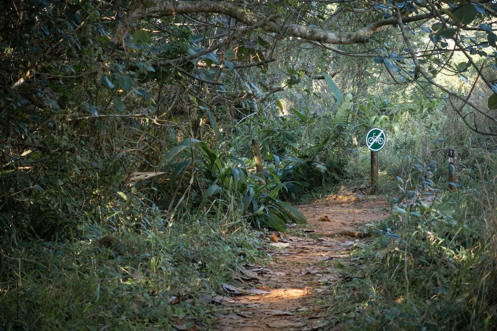 Eco-Friendly Cycling Lights for Safer Sustainable Rides